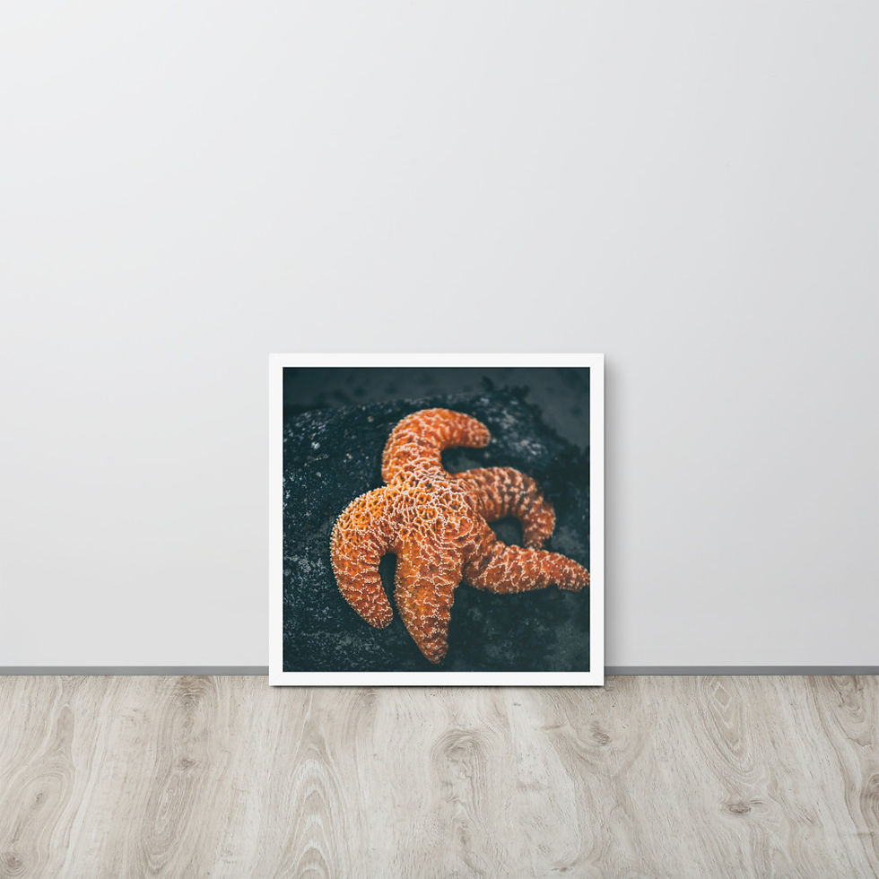 Thumbnail: Starfish Framed poster