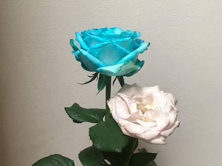 丹色が提供できるもの