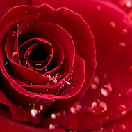 red-roses-Pics-wallpaper-free-download-cu.jpg