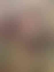 Porcini poking out of the pine needles