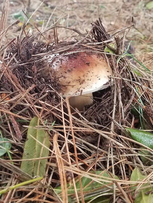 Porcini poking out of the pine needles