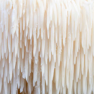 Close up view of lion's mane mushroom