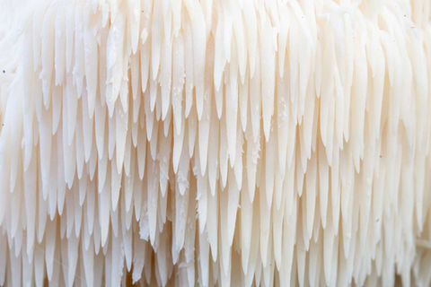 Close up view of lion's mane mushroom