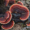 Reishi mushrooms growing on log