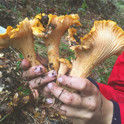 Hands holding dirty chanterelle mushrooms