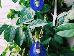 Butterfly Pea Flower: Vibrant Natural Dye for Food and Beverages