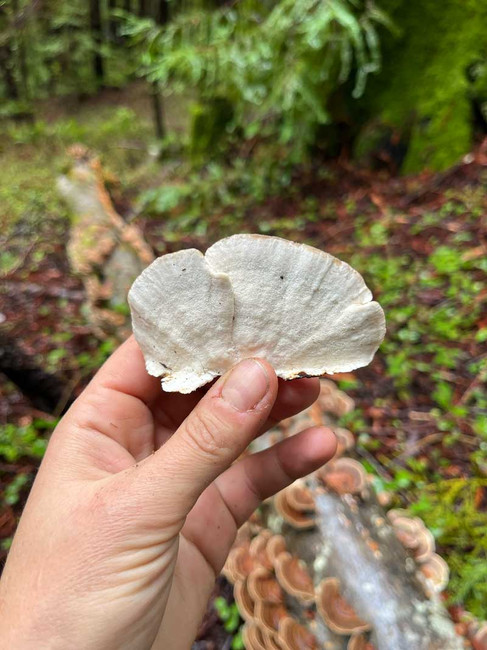Woman's hand holding a single turkey tail mushroom showing the underside white pores
