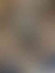 Morel poking out of pine needles