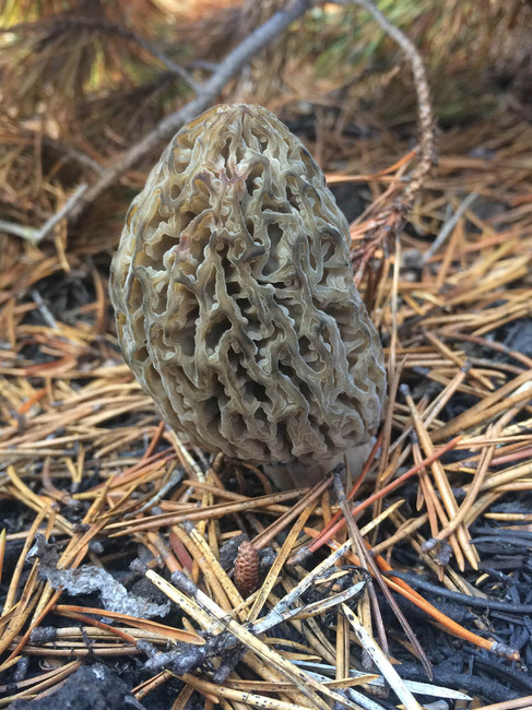 Morel poking out of pine needles