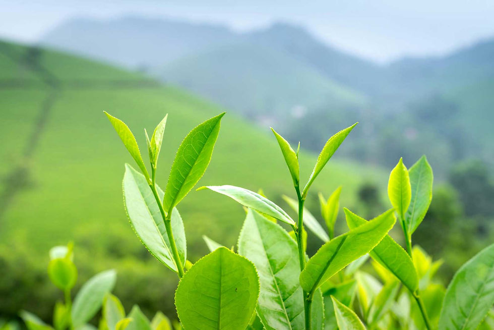 Close up of green tea leaves in field