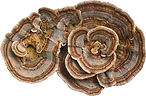 Brown rosettes turkey tail mushroom