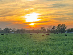 Grazin' Blaze