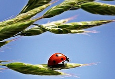 ladybug-1470629_640.jpg