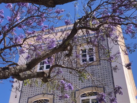 The magnificent Jacaranda trees