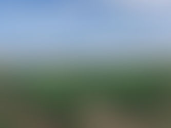 Vines as far as the eye can see!