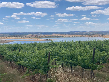 Vines as far as the eye can see!
