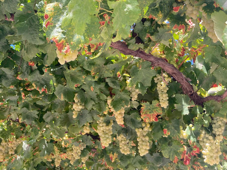 Back from the Douro Valley