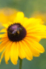 Yellow flower with bee