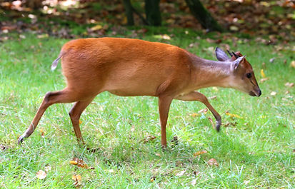 red duiker_edited.jpg