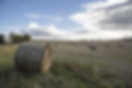 Cropland Conversion