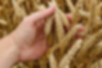 Harvestable Cover Crop