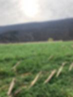 Kill-Down Cover Crop