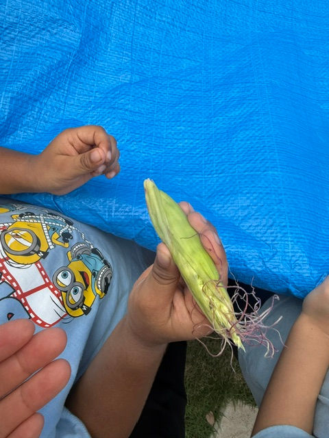 ポップコーン収穫🌽