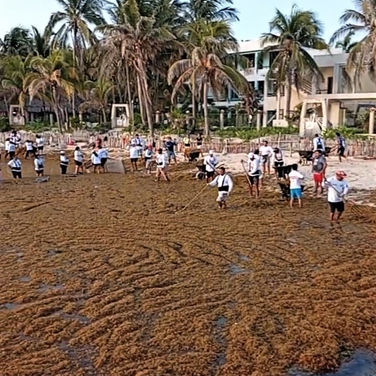 Recalan 140 toneladas de sargazo en Playa Norte; aplica Ayuntamiento "plan B"