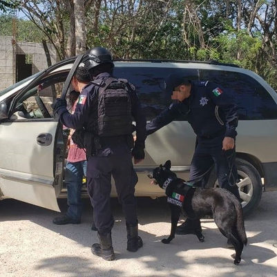 “Perros policías” de gran utilidad en combate a la delincuencia; han detectado a 126 personas con su