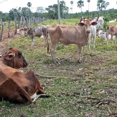 Libre de gusano barrenador hato ganadero 