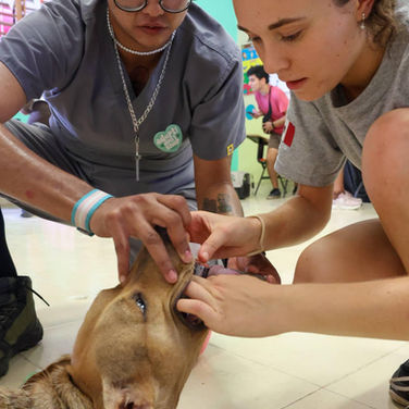 Lleva el Municipio 855 animales domésticos esterilizados 