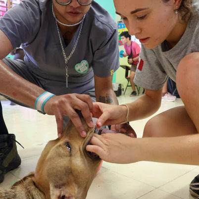 Lleva el Municipio 855 animales domésticos esterilizados 