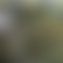 Cae avioneta Cessna cerca del Aeropuerto; piloto queda vivo  