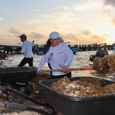 Arranca Blanca Merari jornada de limpieza de sargazo en las playas