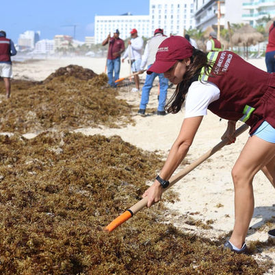 Con todo contra el Sargazo; playas limpias para Cancún