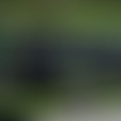 Urge orden en los choferes; IMOVEQROO alista nuevos camiones del transporte público  