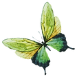 Watercolor Butterfly 7