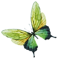 Watercolor Butterfly 7