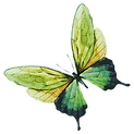 Watercolor Butterfly 7