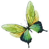 Aquarelle Papillon 7