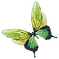 Acuarela de la mariposa 7