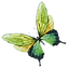 Borboleta 3