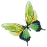 Watercolor Butterfly 7