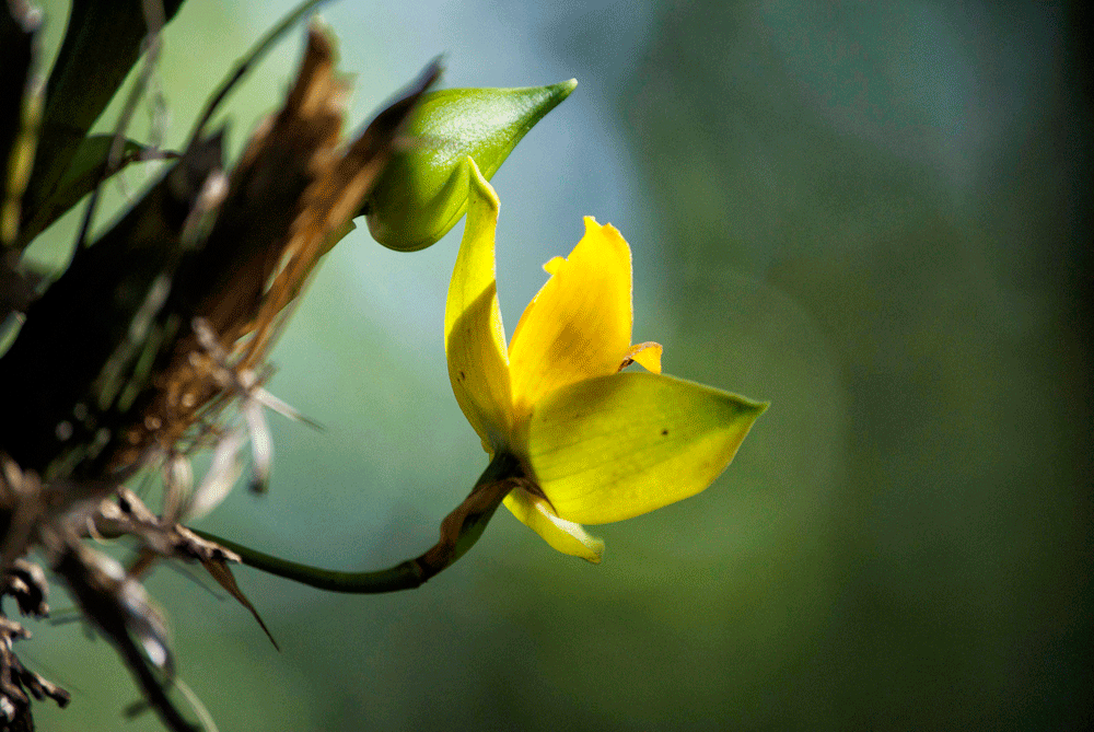 ORQUIDEA-AMARILLA-2