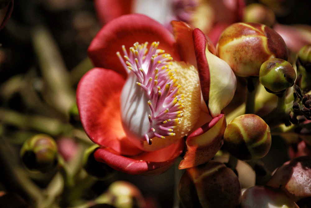 FLOR-DE-MYSORE