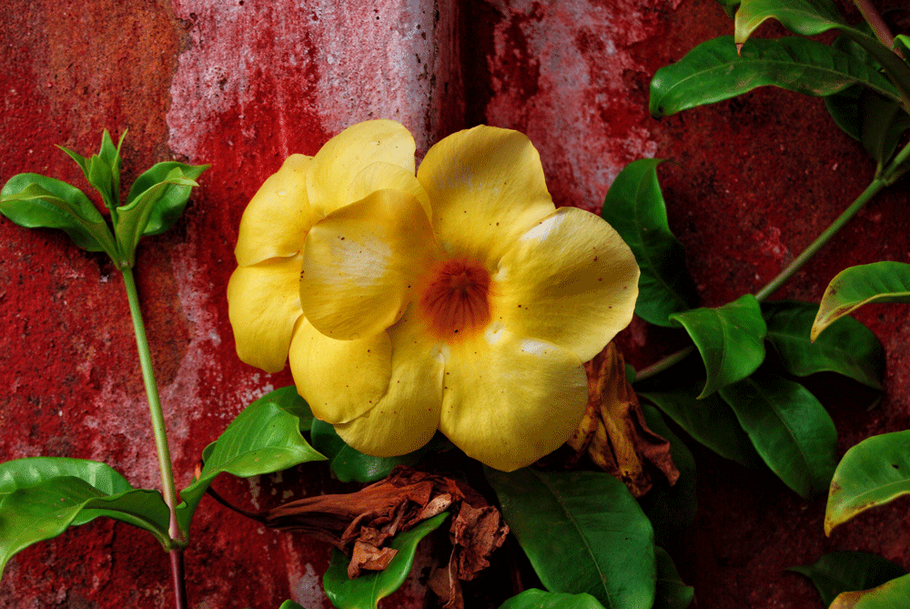 FLOR-DE-VARKALA