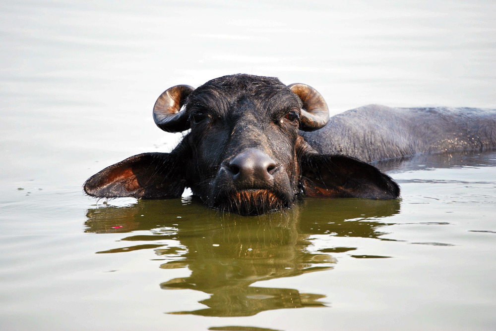 BUFALO-DE-VARANASI
