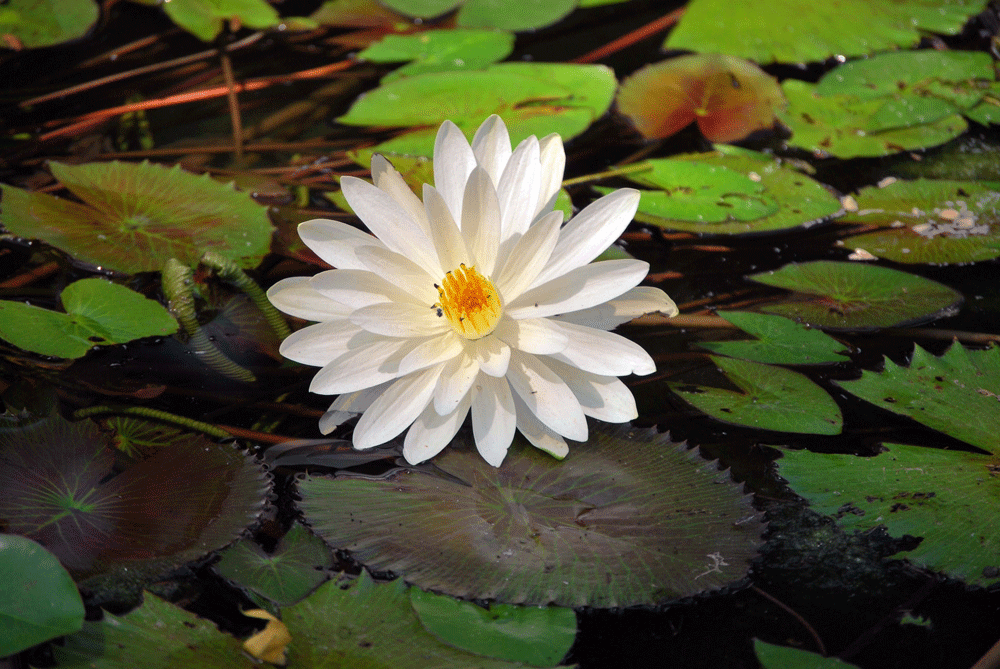LOTO-MYSORE