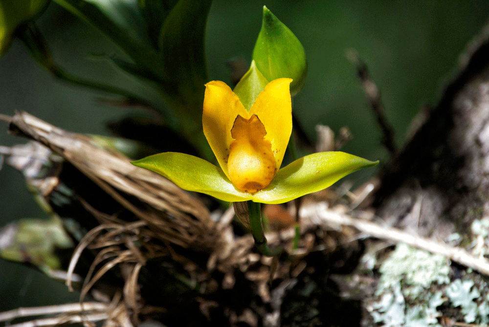 ORQUIDEA-AMARILLA