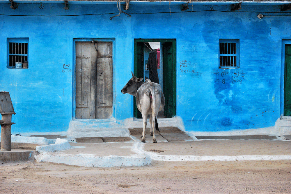 VACA-DE-KAJHURAJO